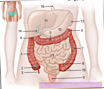 Figure large intestine