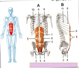 Anatomy-Lexicon