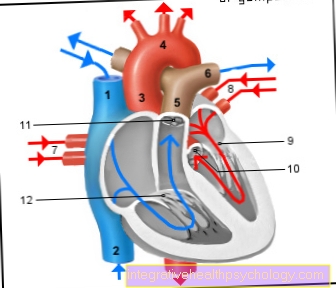 Illustration cardiovascular system