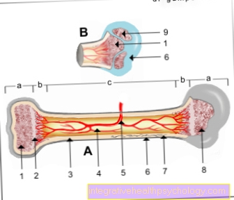 Figure bone structure