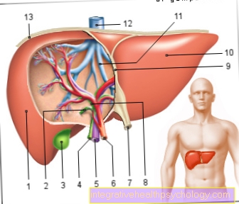 Illustration liver
