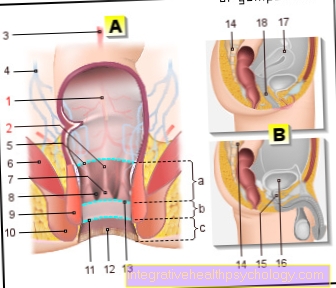 Figure rectum