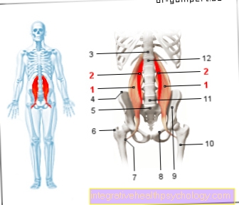 Figure psoas muscle
