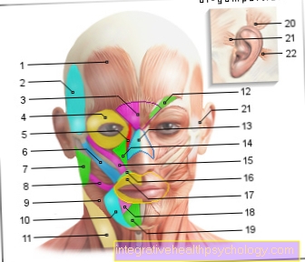 Figure muscles - face