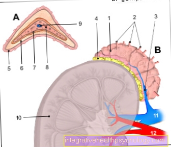 Figure adrenal gland