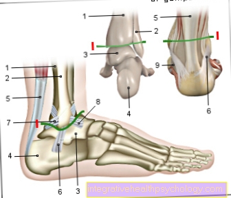 Upper ankle illustration