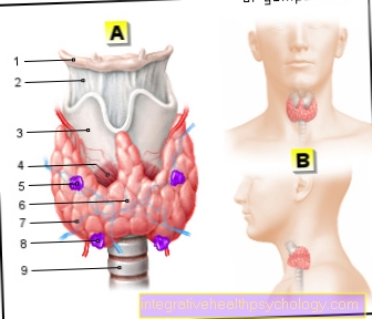 Illustration thyroid