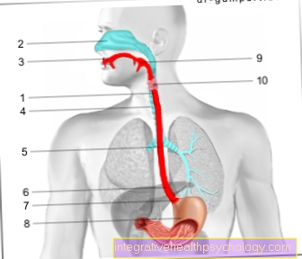 Figure esophagus