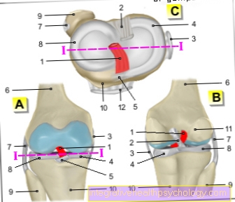 Figure anterior cruciate ligament