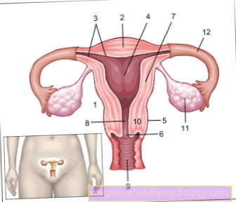 Function of the uterus