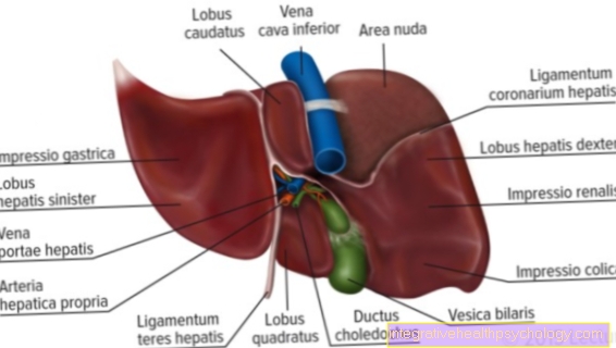 Vascular supply to the liver