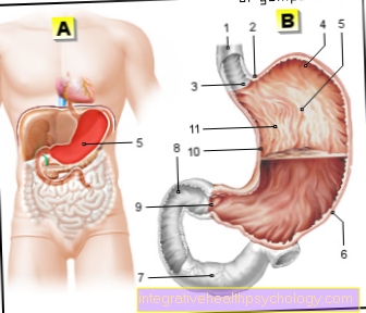 Vascular supply of the stomach