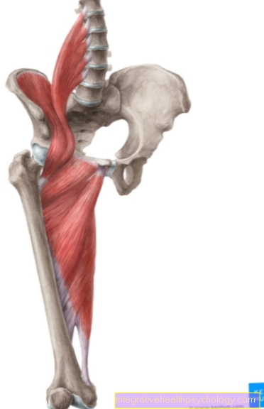 Large adductor muscle (M. adductor magnus)