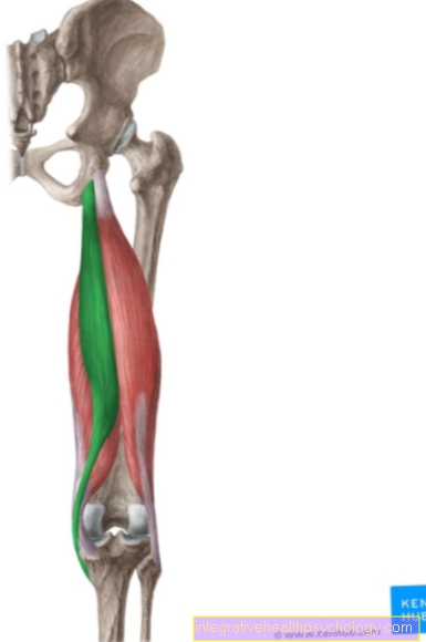 Half tendon muscle (M. semitendinosus)