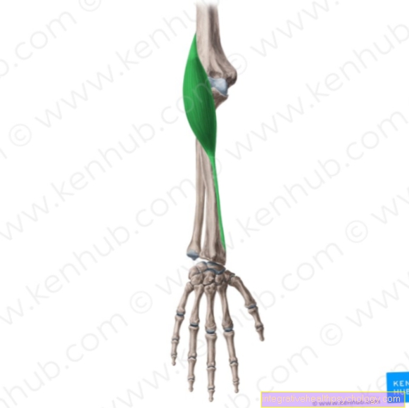 Upper arm radial muscle
