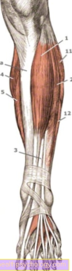 Anterior tibial muscle