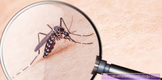 The Asian tiger mosquito
