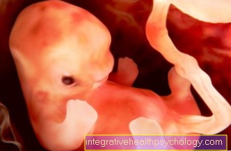 Development of the embryo