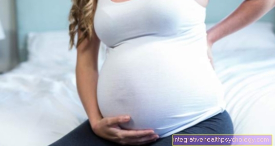 When does the belly grow during pregnancy?