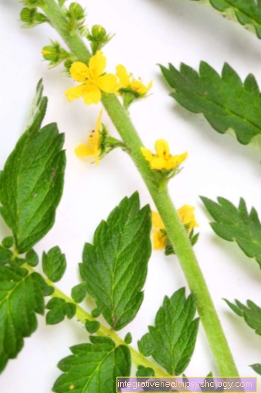 The Bach flower Agrimony