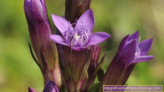 The Gentian Bach flower
