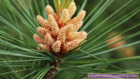 The Bach Flower Pine