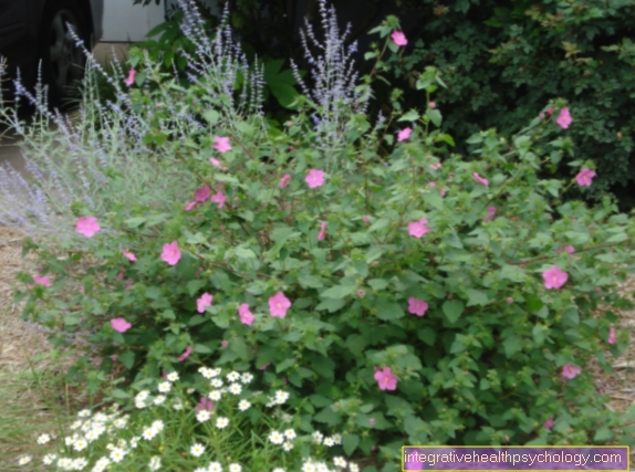The Bach Flower Rock Rose