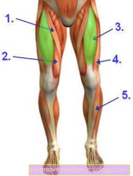 Leg extension